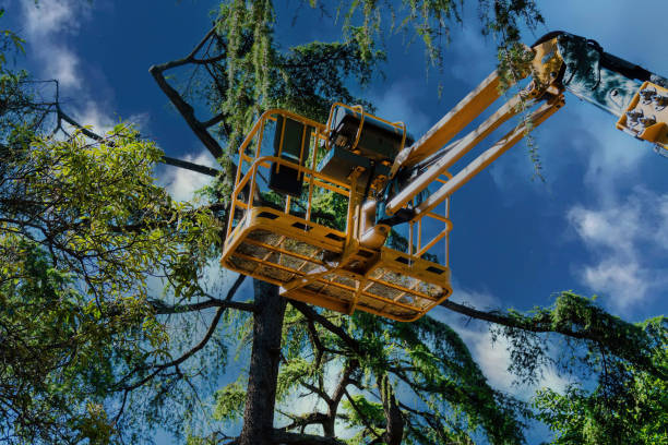 How Our Tree Care Process Works  in  Fruit Cove, FL