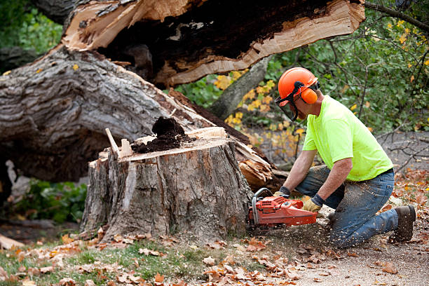 Fruit Cove, FL Tree Removal Company