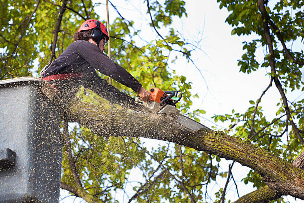 Best Tree Health Inspection  in Fruit Cove, FL